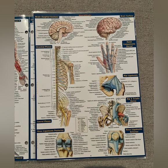 Anatomy Study Guide - Picture 4 of 4